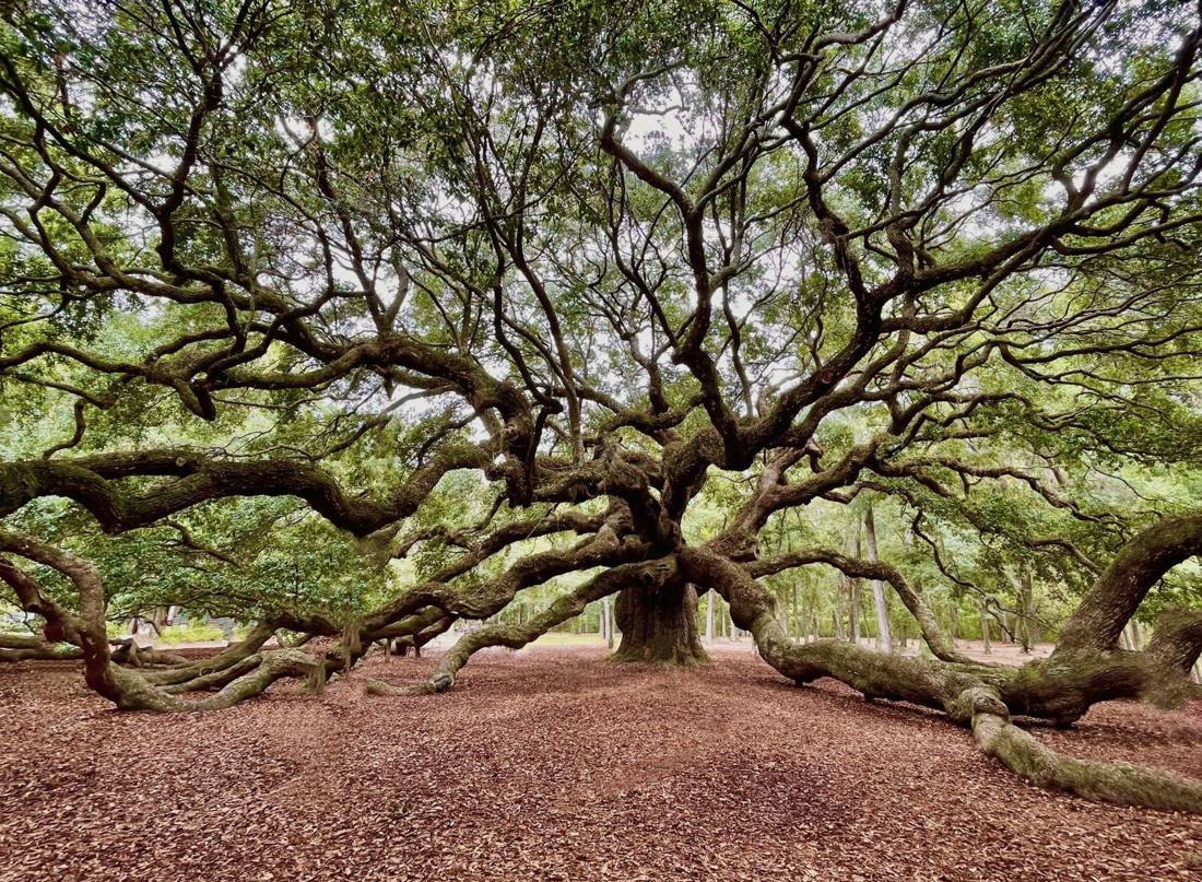 The Angel Oak on Johns Island